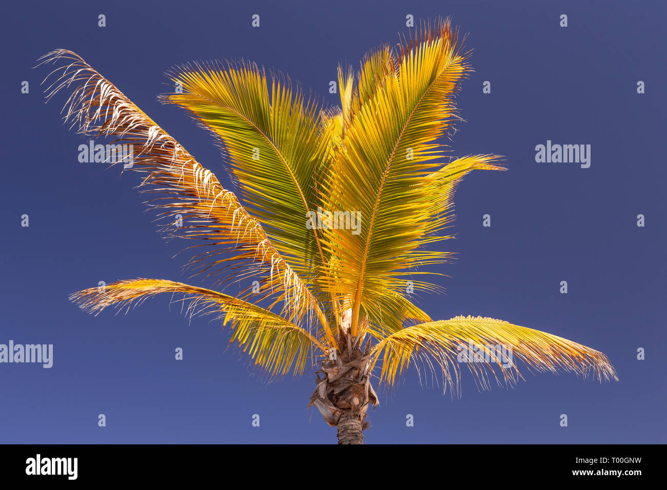 Palm tree at Puerto de Mogan, Gran Canaria, Canary Islands Stock Photo