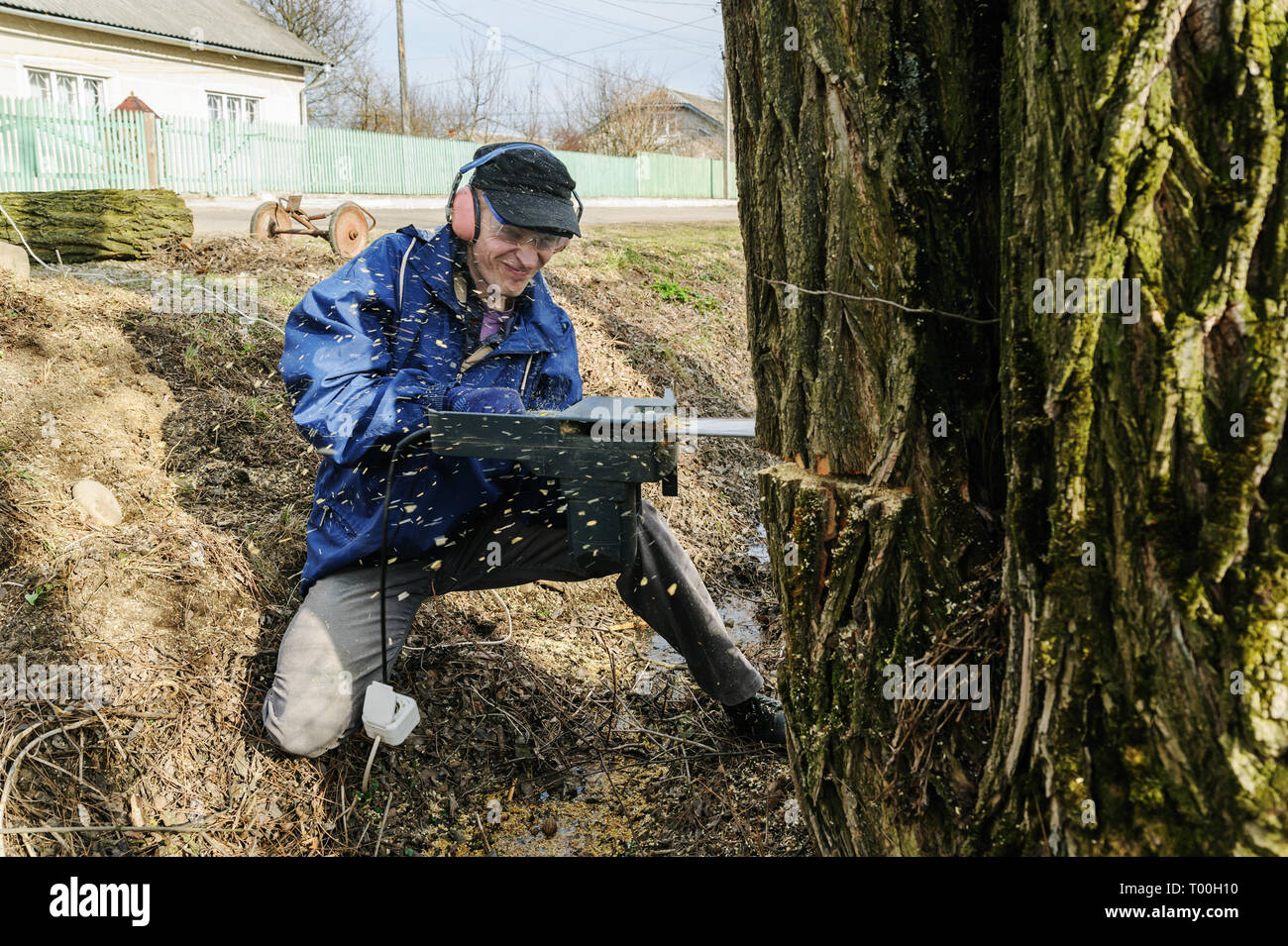 The man in protective gear cutting tree with chain saw. Sawdust shatters the side. Stock Photo