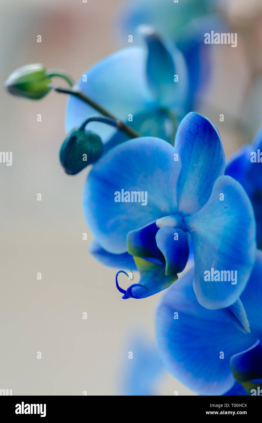 Blue orchid flower hi-res stock photography and images - Alamy