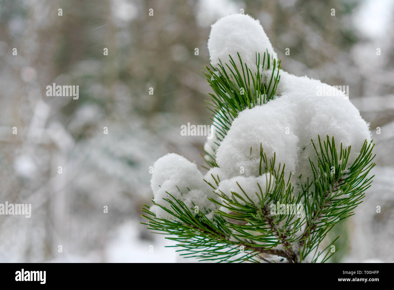 The branches of the mountain pine are covered with fluffy white snow ...