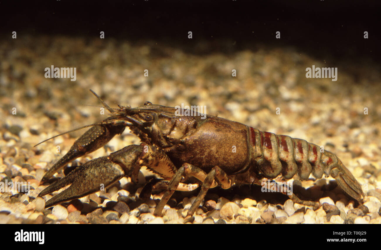 Spiny-cheek or American striped crayfish (Orconectes limosus) Stock Photo