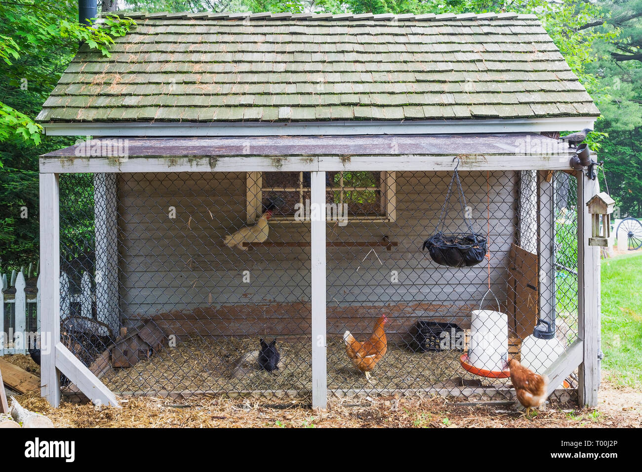 Chicken coop with cedar shingles roof in residential backyard in early summer Stock Photo