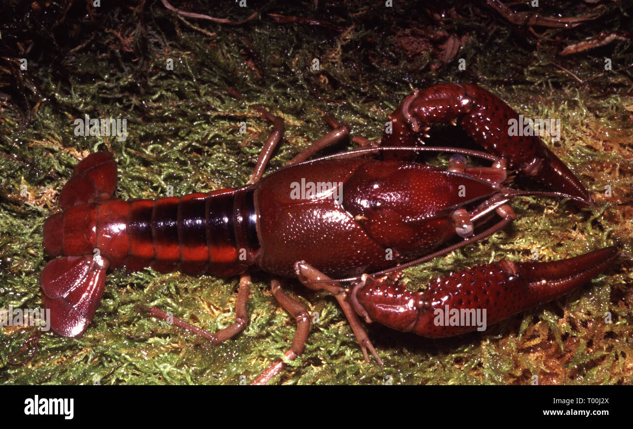 White river crayfish (Procambarus acutus) Stock Photo