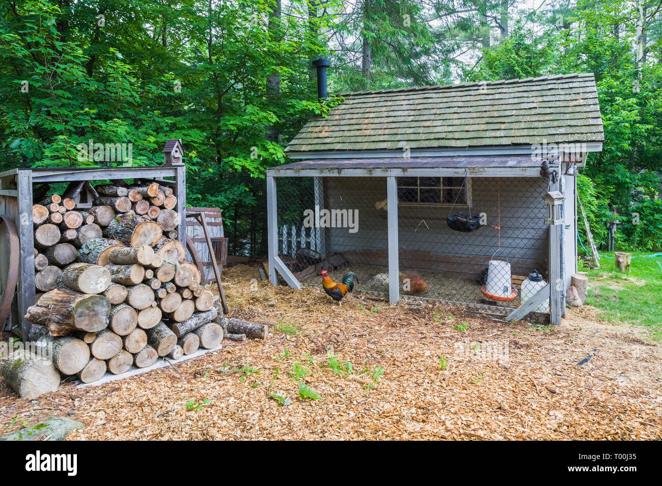 Chicken coop with cedar shingles roof next to pile of stacked firewood in residential backyard in early summer Stock Photo
