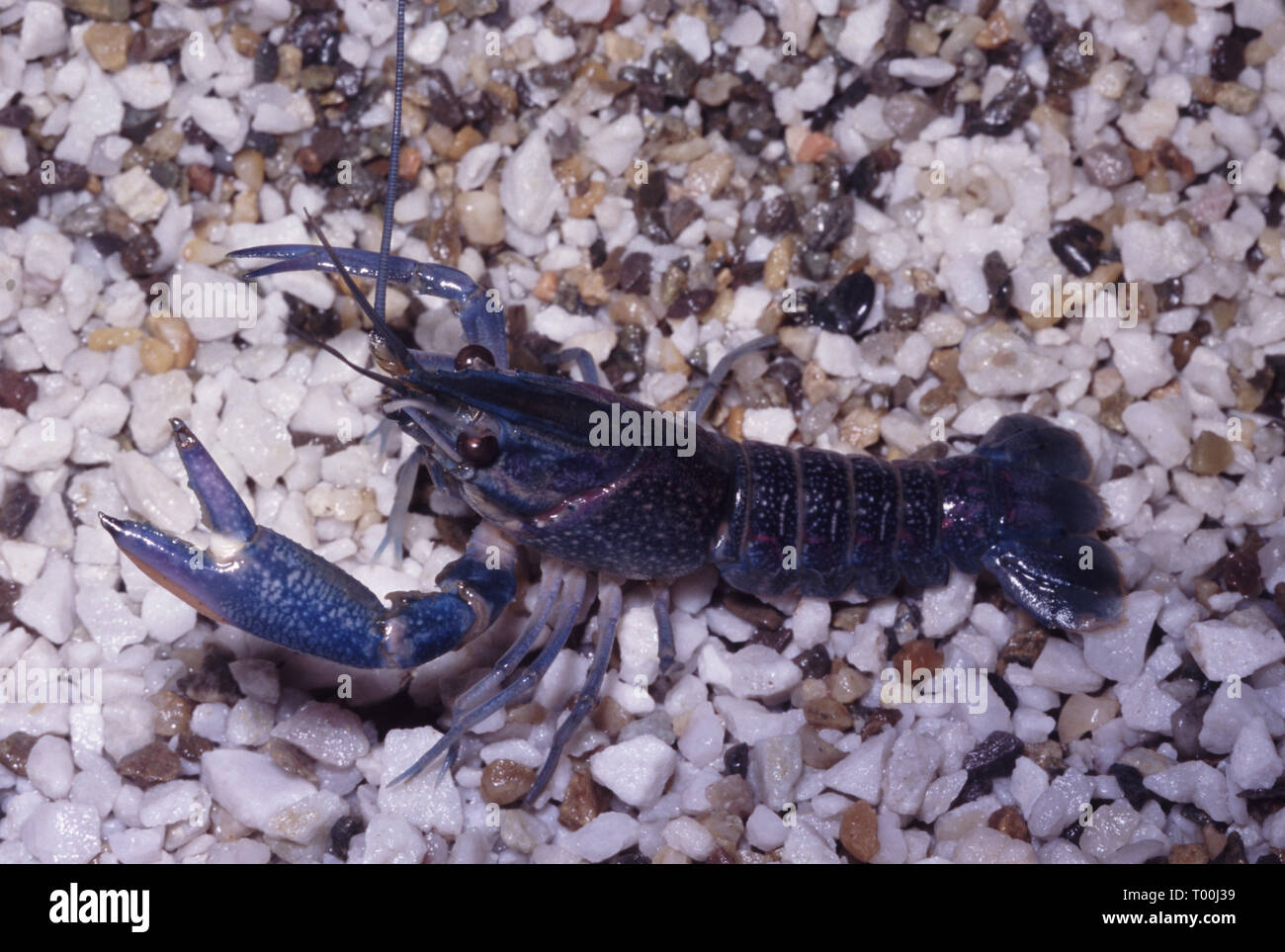 Florida or Blue crayfish (Procambarus alleni) Stock Photo