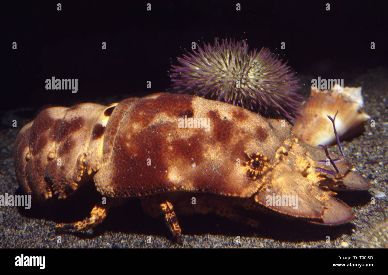 Spanish slipper lobster (Scyllarides aequinoctialis) with sea urchin Lytechinus variegatus Stock Photo