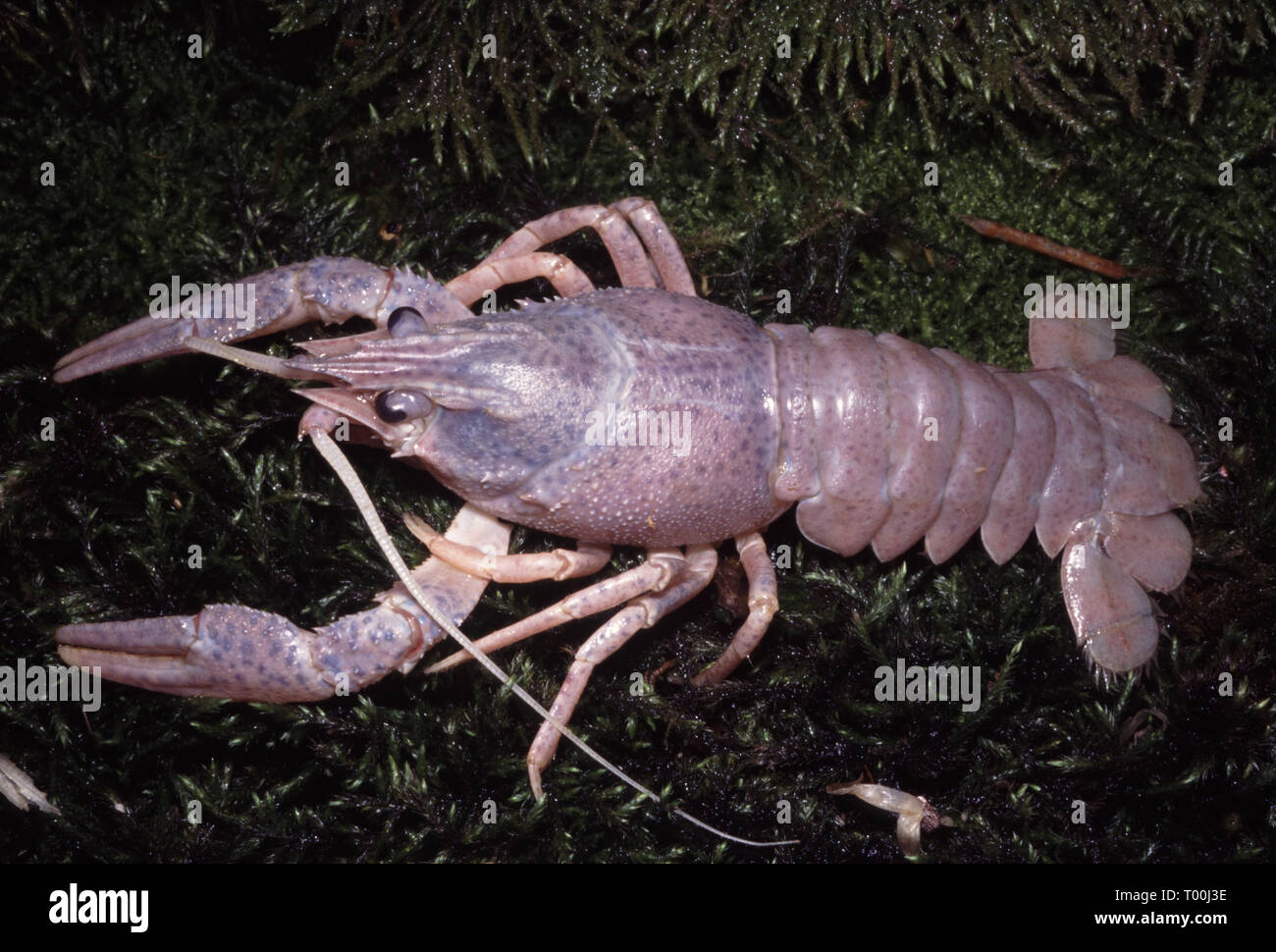 Turkish or narrow-clawed crayfish (Astacus leptodactylus), blue morph Stock Photo