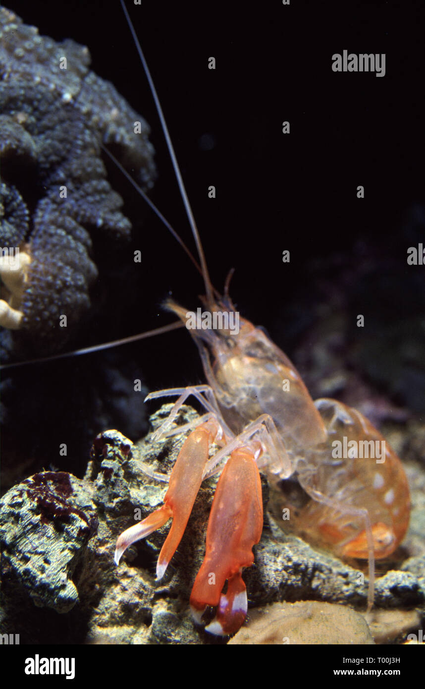 Exuviae (molt) of Snapping or pistol shrimp (Alpheus sp.) Stock Photo