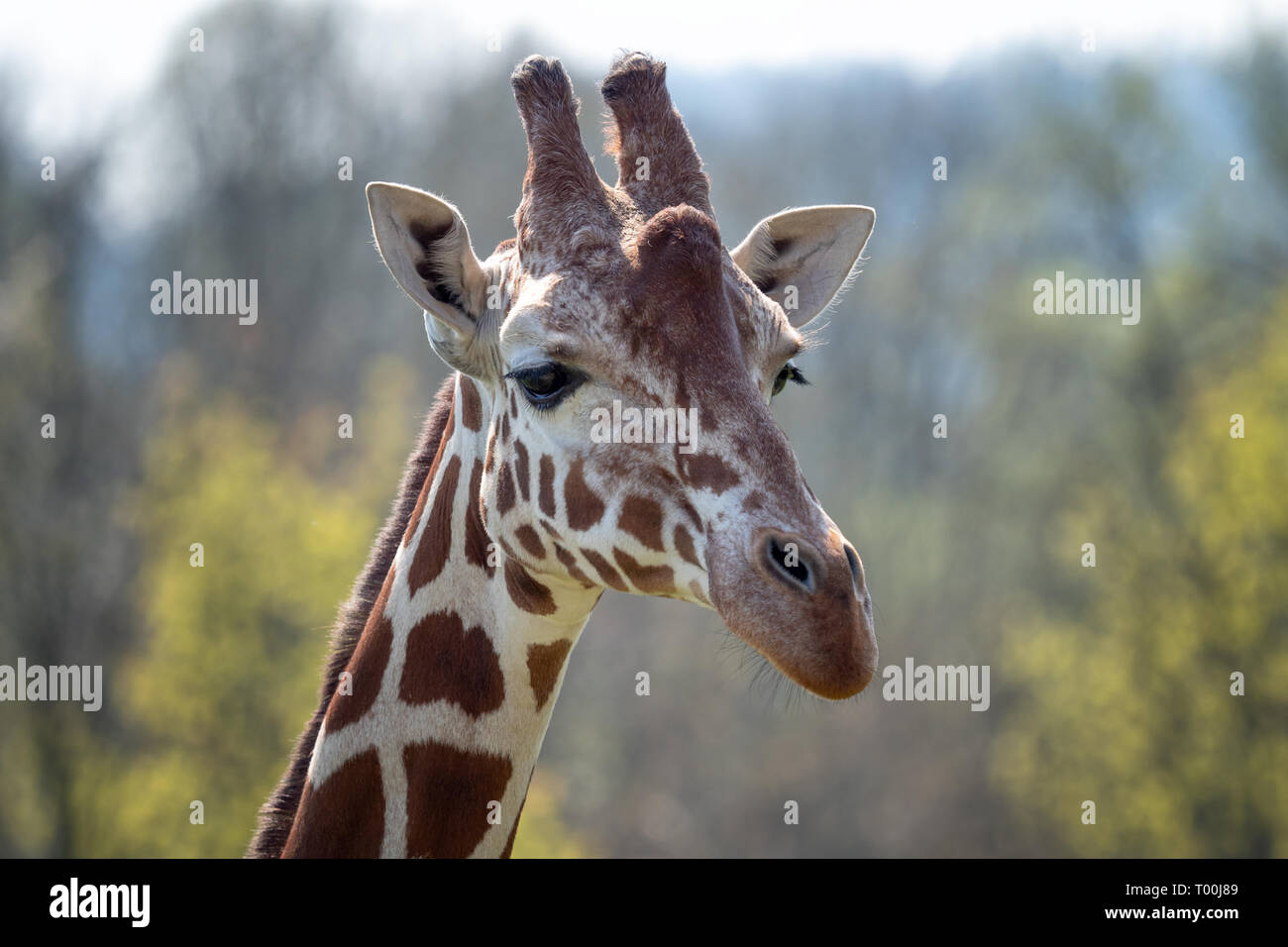 Portrait of Rothschild giraffe - Giraffa camelopardalis rothschildi Stock Photo
