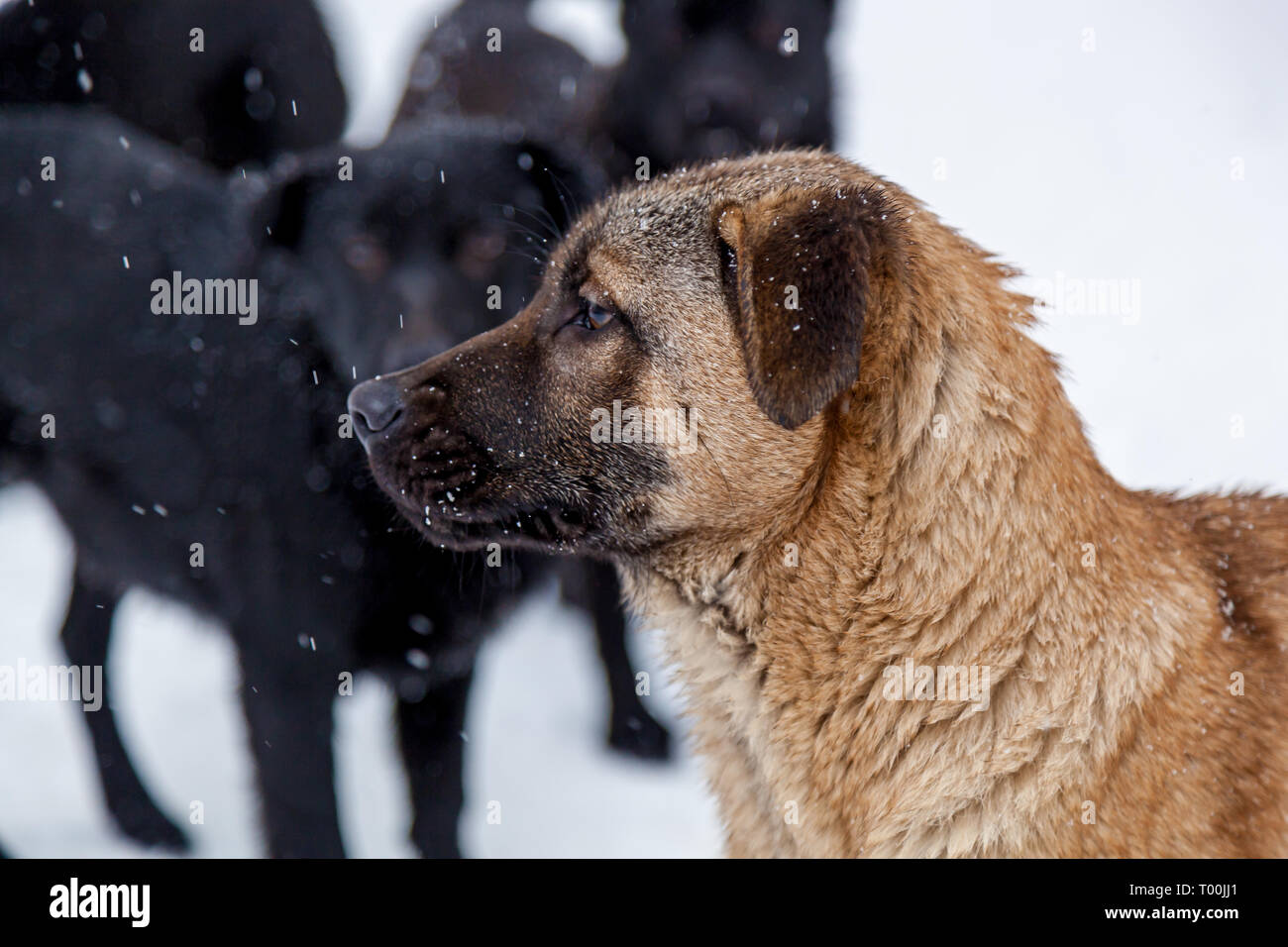 Stray dogs with sad eyes in winter outside. Hungry puppies live on the  street and freeze from the cold in winter Stock Photo - Alamy