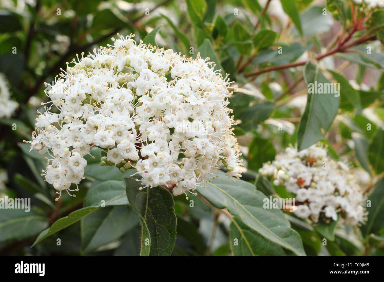 Tone On Tone Interior Garden Design Our White Border Garden