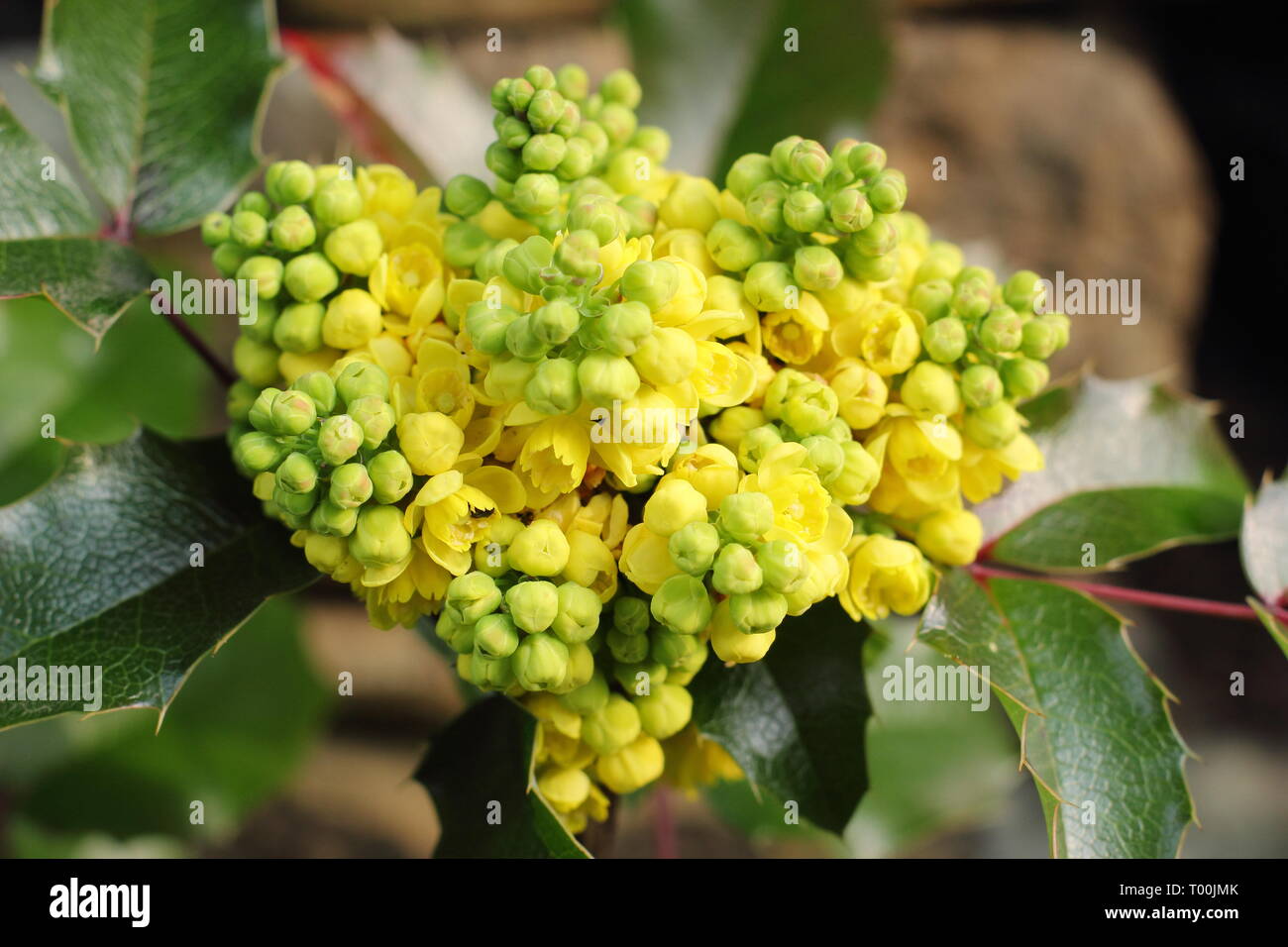 Mahonia aquifolium 'Apollo'. Flower clusters of this low growing shrub in February, UK Stock Photo