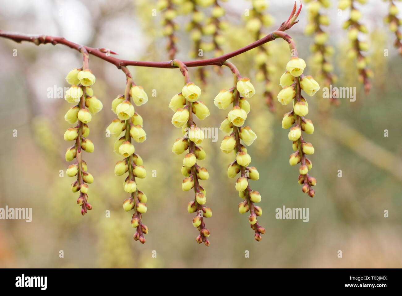 Stachyurus praecox.  Blossoming racemes of this early flowering shrub, also called Spiketail in February, UK garden. Stock Photo