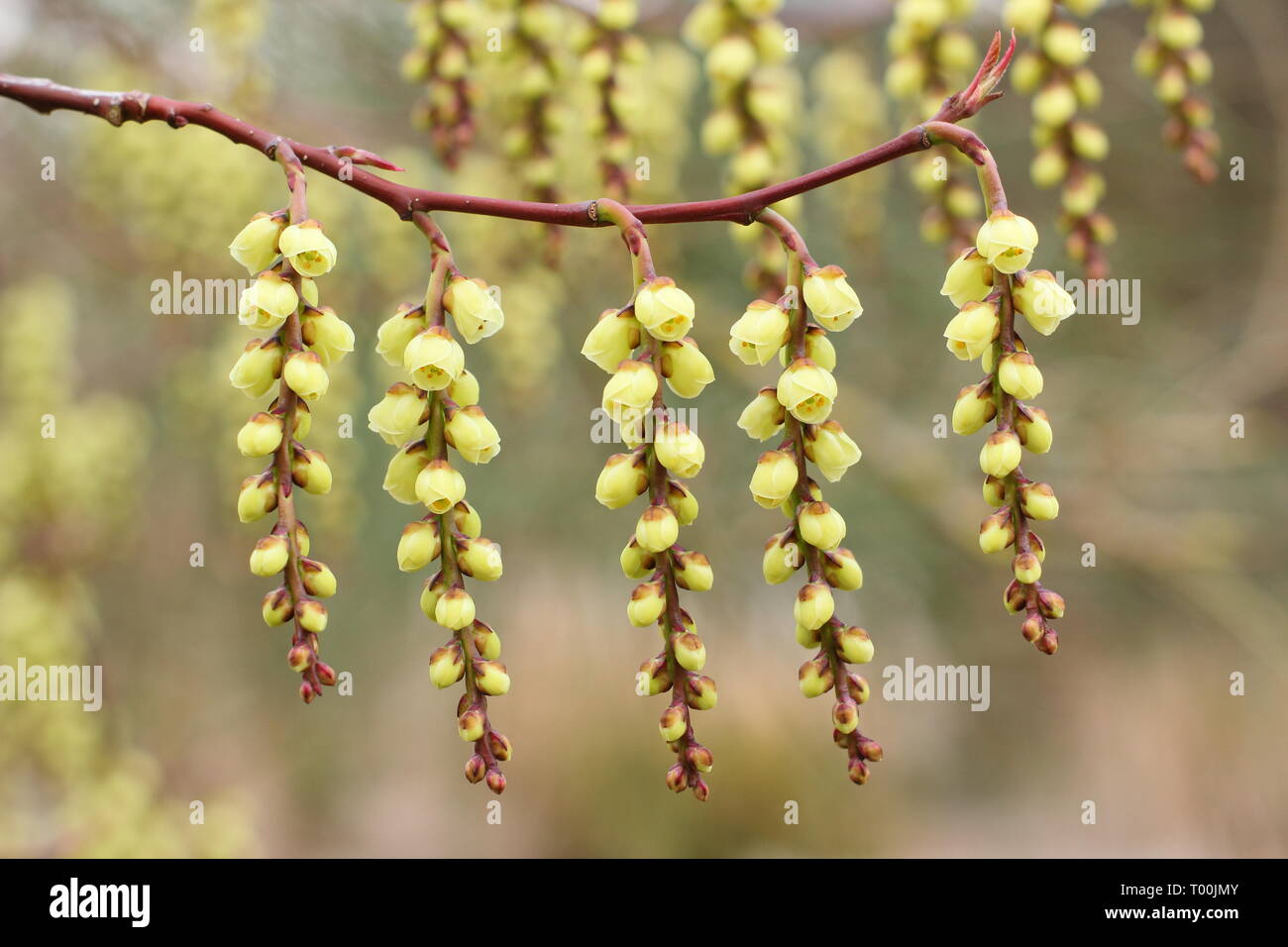 Stachyurus praecox.  Blossoming racemes of  this early flowering shrub, also called Spiketail - February, UK garden. Stock Photo