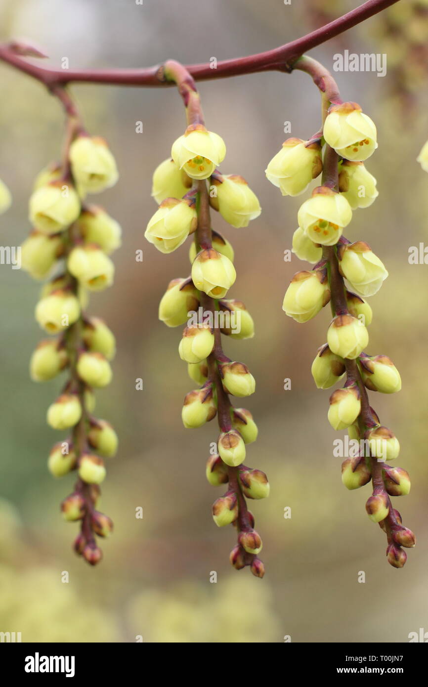 Stachyurus praecox.  Blossoming racemes of  this early flowering shrub, also called Spiketail - February, UK garden. Stock Photo