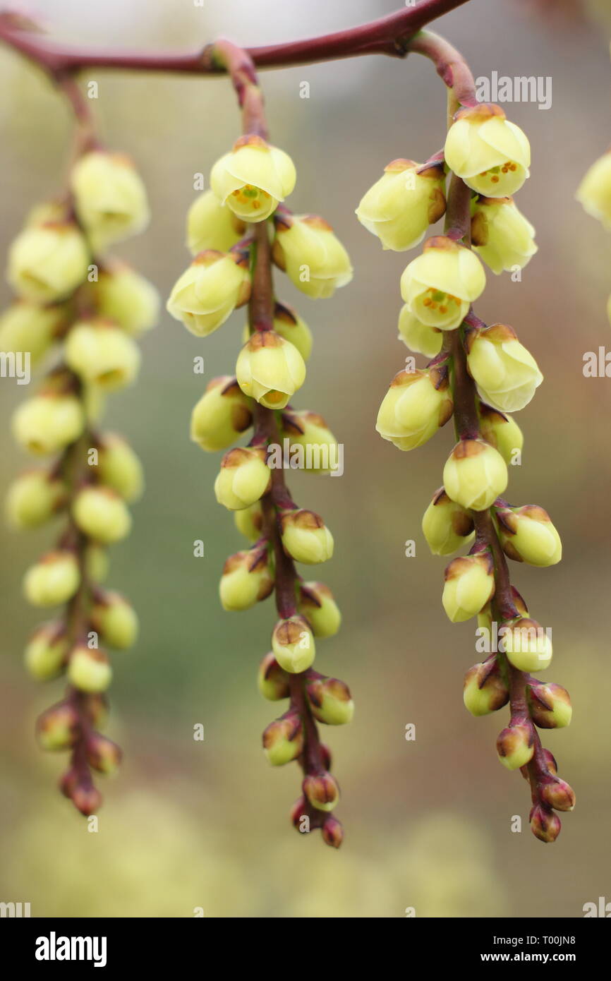 Stachyurus praecox.  Blossoming racemes of  this early flowering shrub, also called Spiketail - February, UK garden. Stock Photo