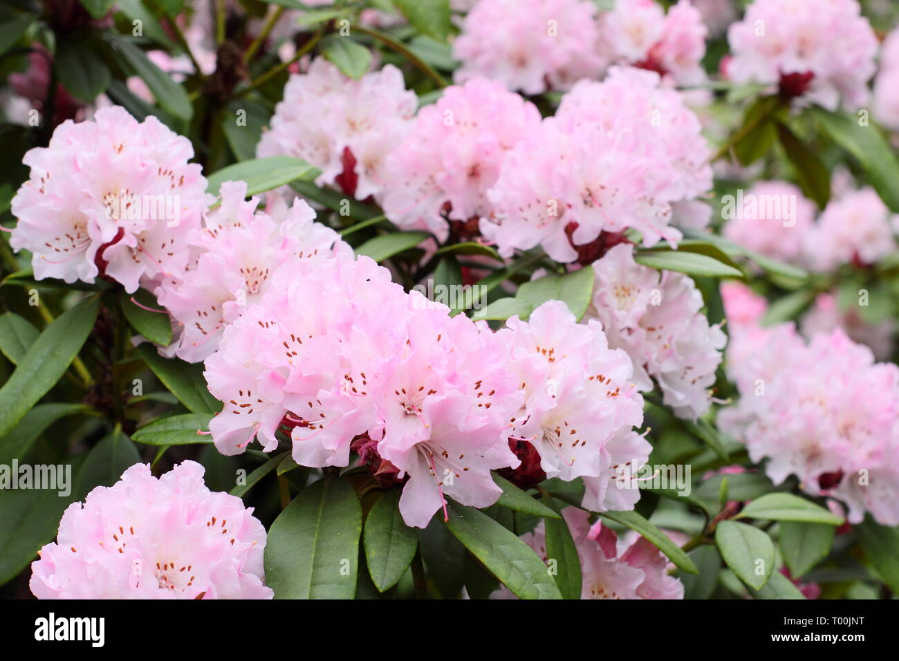 Rhododendron 'Christmas Cheer'. Blooms of early flowering rhododendron, 'Christmas Cheer' in an English garden -  late February, UK Stock Photo