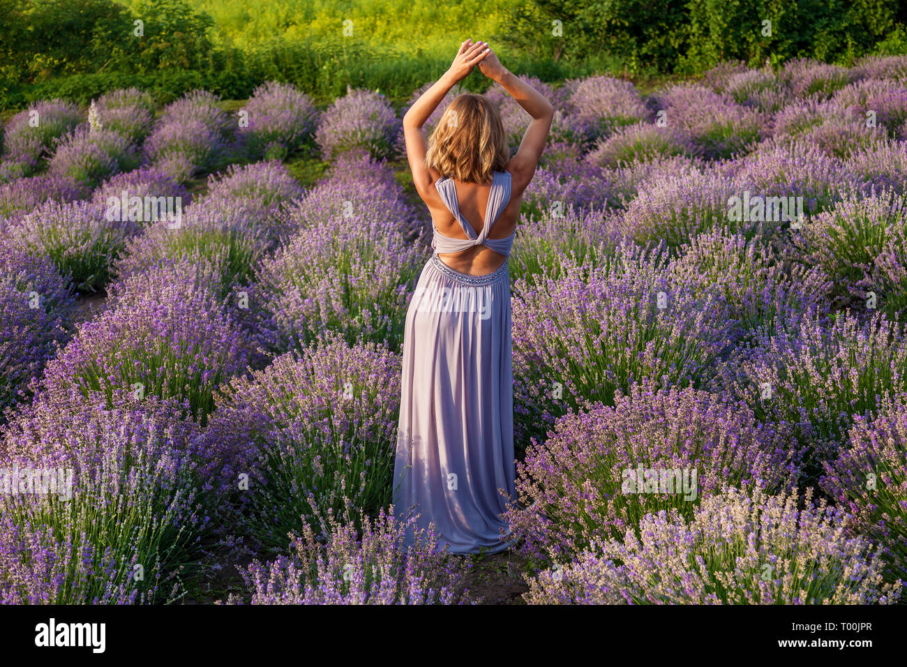 Beautiful girl in a purple dress posing on a lavender field Stock Photo ...