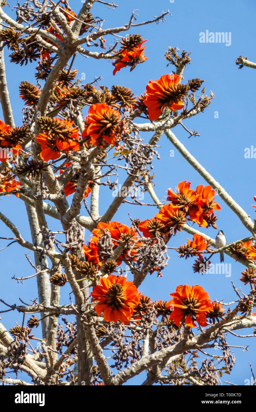 Coast Coral Tree, Erythrina caffra Stock Photo