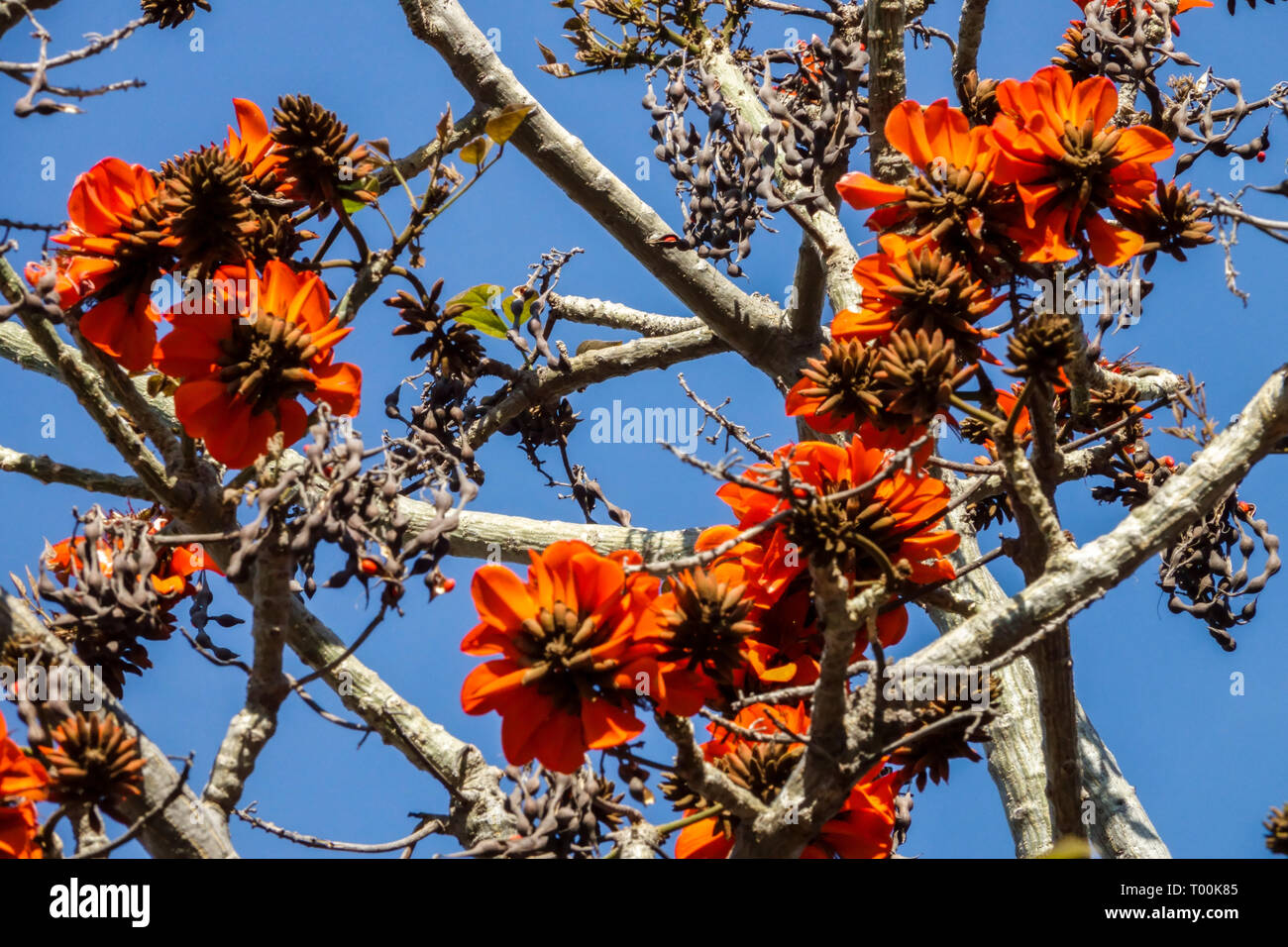 Coast Coral Tree, Erythrina caffra tree Red, Flowers, Branch Stock Photo