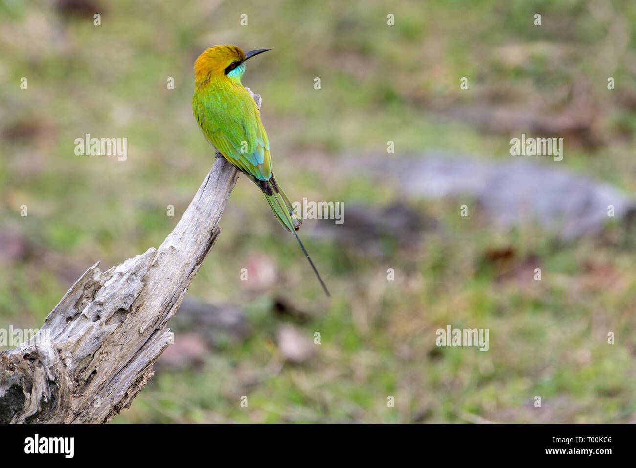 Green bee-eater (Merops orientalis orientalis) perched in India Stock Photo