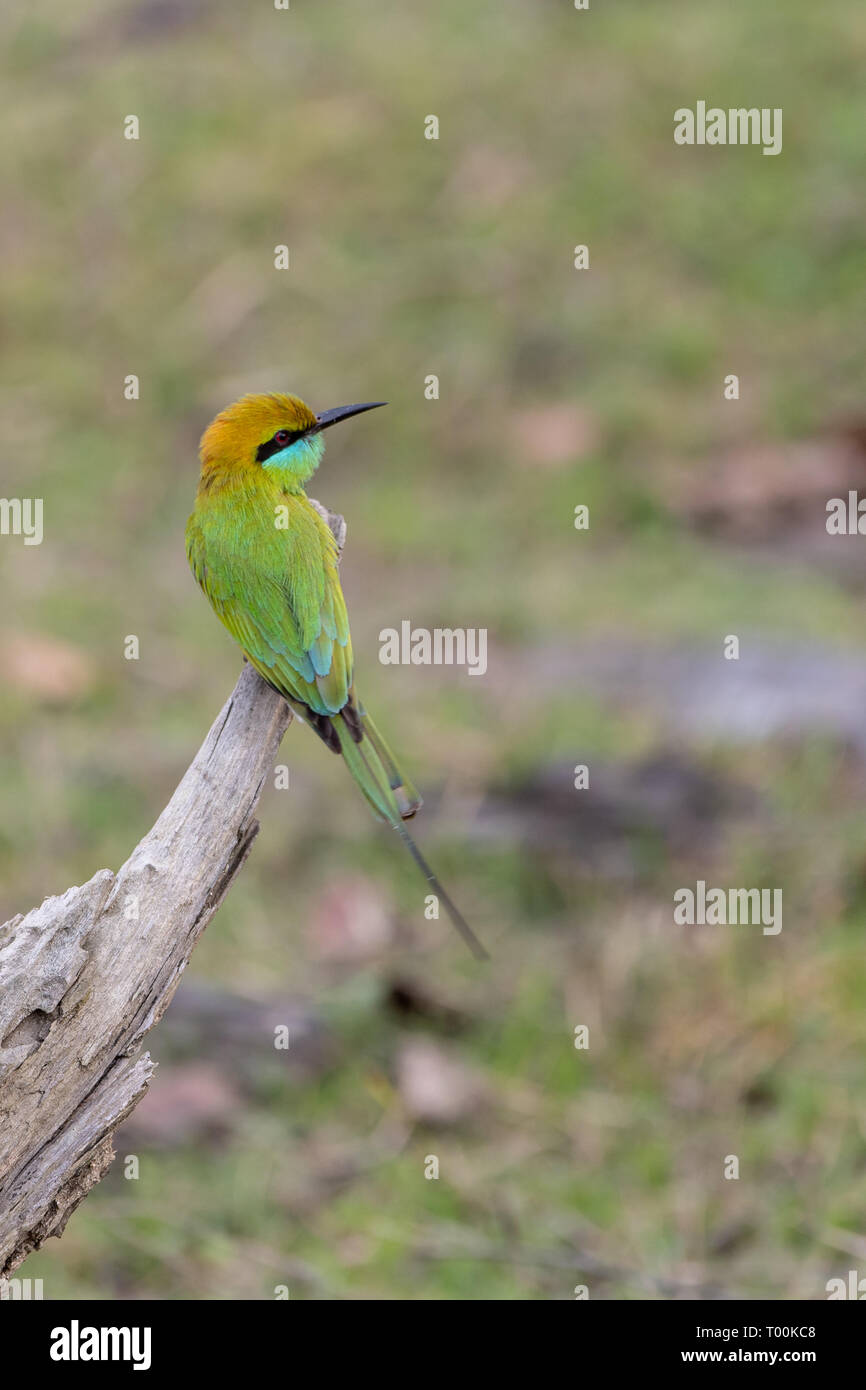 Least green bee eater hi-res stock photography and images - Alamy