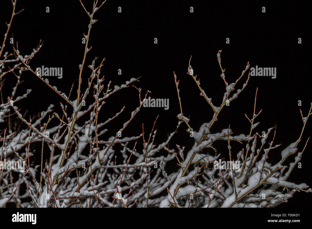 Wood Bush in the winter night in the snow Stock Photo - Alamy