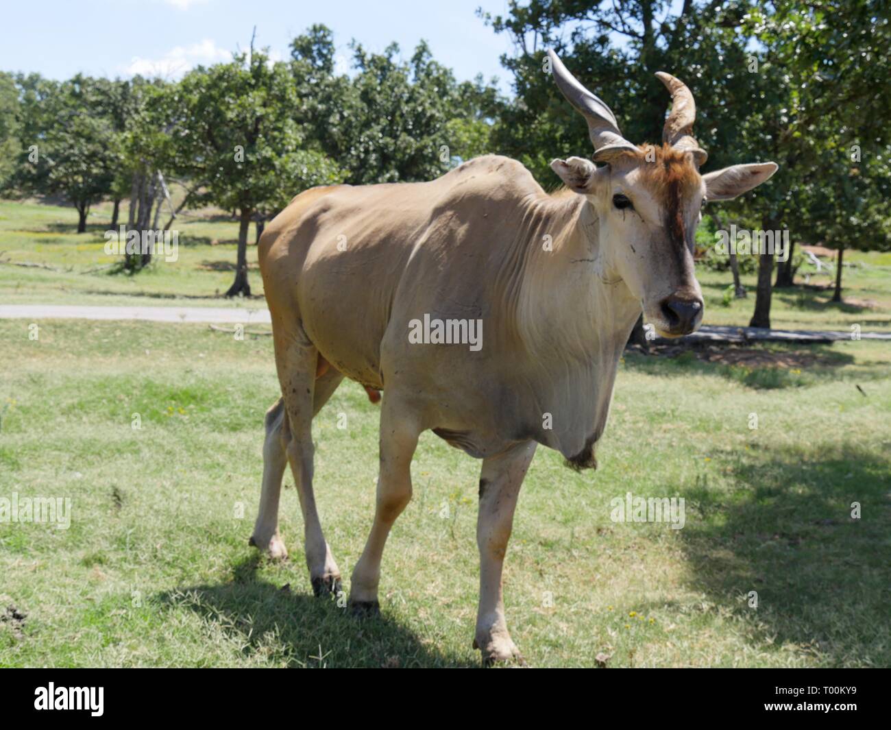 Cow walking in a pasture with trees and green grass Stock Photo - Alamy