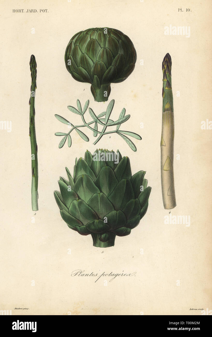 Vegetables, Plantes potageres. Artichokes, Cynara cardunculus var. scolymus, asparagus, Asparagus officinalis, and rock samphire, Crithmum maritimum. Handcoloured steel engraving by Lebrun after a botanical illustration by Edouard Maubert from Pierre Oscar Reveil, A. Dupuis, Fr. Gerard and Francois Herincqâ€™s La Regne Vegetal: Horticulture: Jardin Potager et Jardin Fruitier, L. Guerin, Paris, 1864-1871. Stock Photo