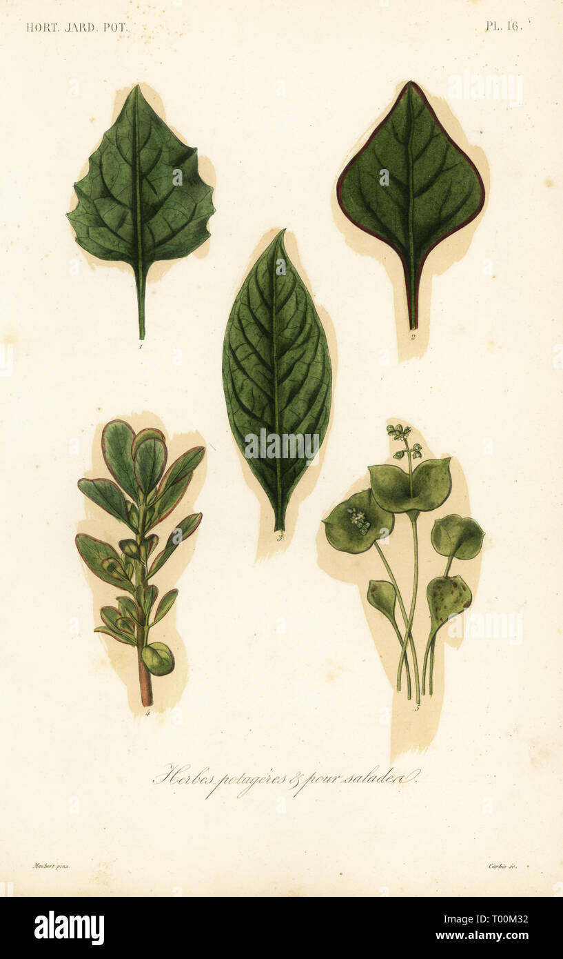 Vegetable and salad leaves, herbes potageres et pour salades. American black nightshade, Solanum americanum, Solanum nigrum, New Zealand spinach, Tetragona expansa, pokeweed, Phytolacca decandra, purslane, Portulaca oleracea, and Indian lettuce, Claytonia perfoliata. Handcoloured steel engraving by Corbie after a botanical illustration by Edouard Maubert from Pierre Oscar Reveil, A. Dupuis, Fr. Gerard and Francois Herincqâ€™s La Regne Vegetal: Horticulture: Jardin Potager et Jardin Fruitier, L. Guerin, Paris, 1864-1871. Stock Photo