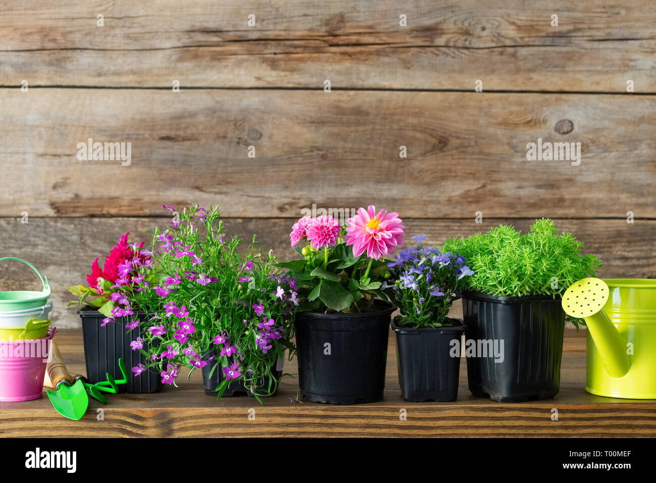 Seedlings of garden plants and beautiful flowers in flowerpots for planting on a flower bed. Garden equipment: watering can, buckets, shovel, rake, gl Stock Photo