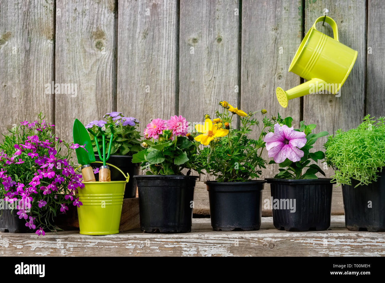 Seedlings of garden plants and beautiful flowers in flowerpots for planting on a flower bed. Hanging watering can on old wooden wall of garden shed. C Stock Photo
