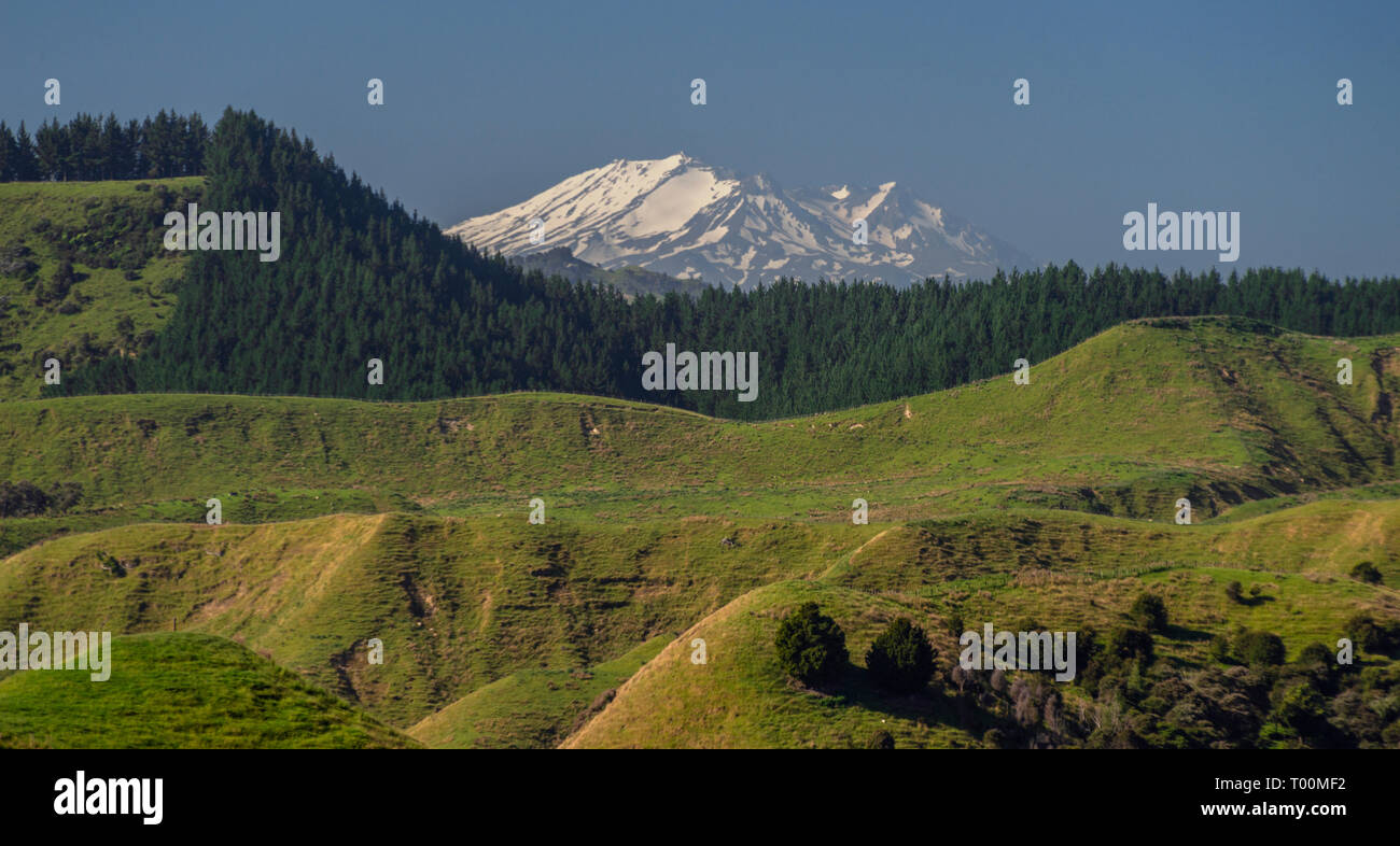 Summer view of the active volcano Mount Ruapehu, viewed from Wanganui, in the North Island of New Zealand. Stock Photo