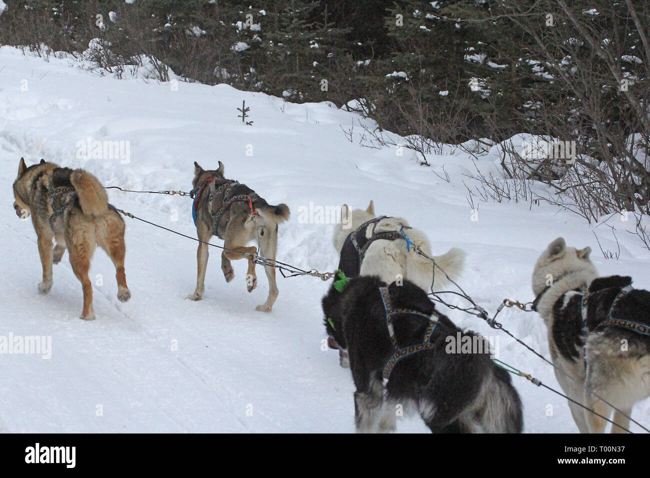 Dog sledding in Kananaskis Country in the Canadian Rockies in Alberta