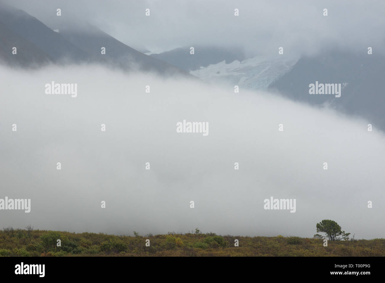Lone tree in the clouds, Haines Road, northern British Columbia, Canada Stock Photo