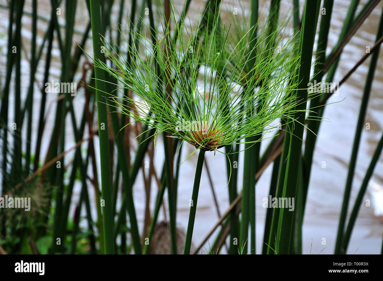 close-up of tender green feather duster of a papyrus sedge at lake shore Stock Photo