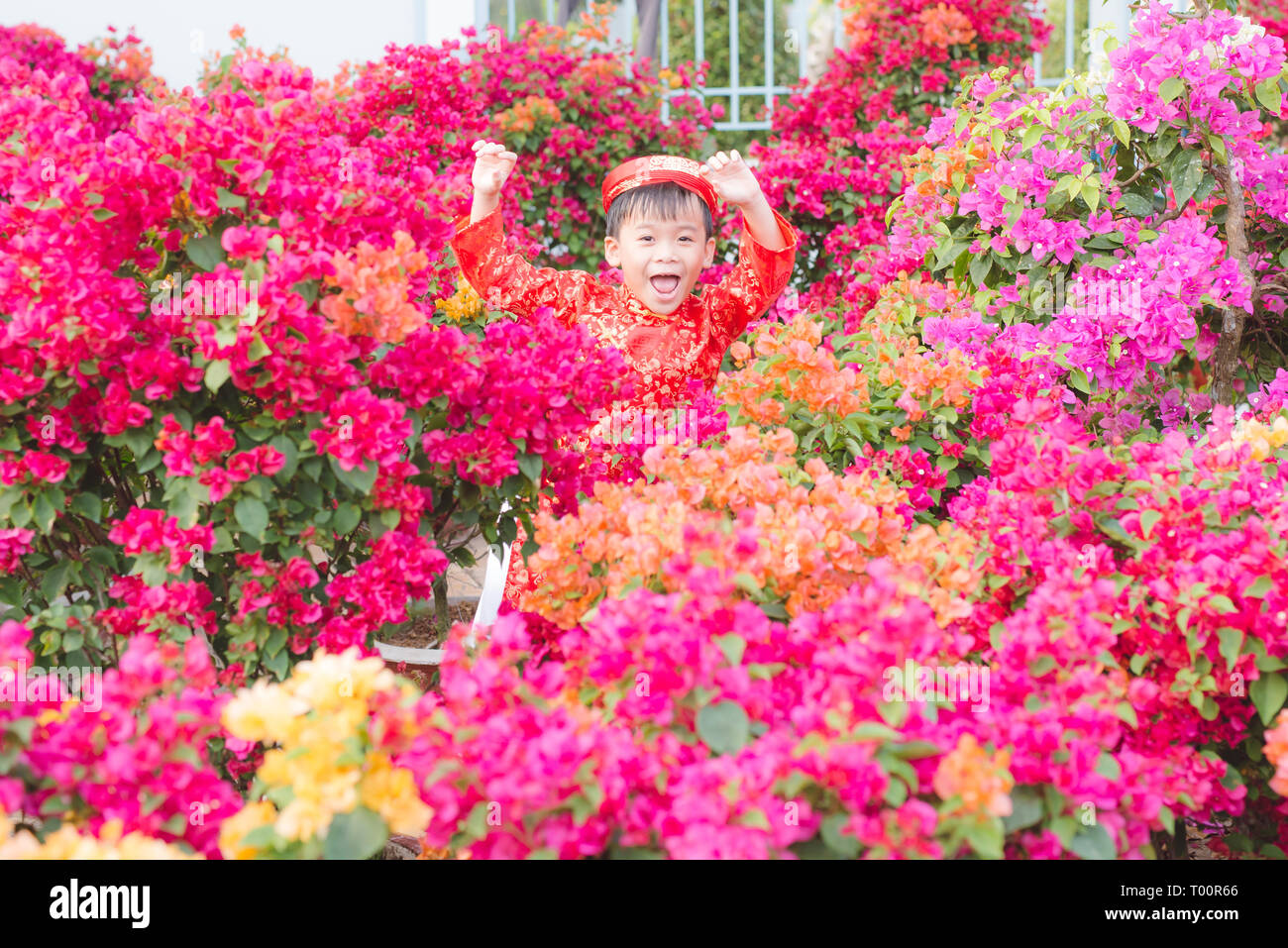Hoa giay hi-res stock photography and images - Alamy