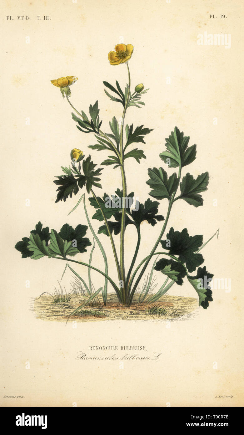 St. Anthony's turnip or bulbous buttercup, Ranunculus bulbosus, Renoncule  bulbeuse. Handcoloured steel engraving by Alphonse-Leon Noel after a  botanical illustration by Charles Louis Constans from Pierre Oscar Reveil,  A. Dupuis, Fr. Gerard