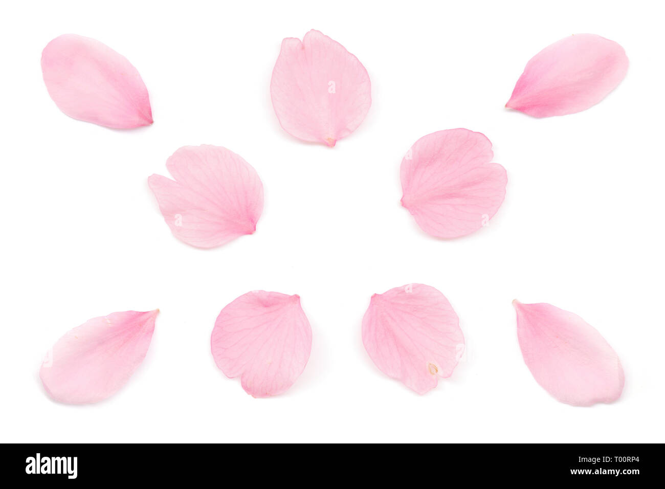 Japanese pink cherry blossom petal isolated on white background Stock Photo Alamy