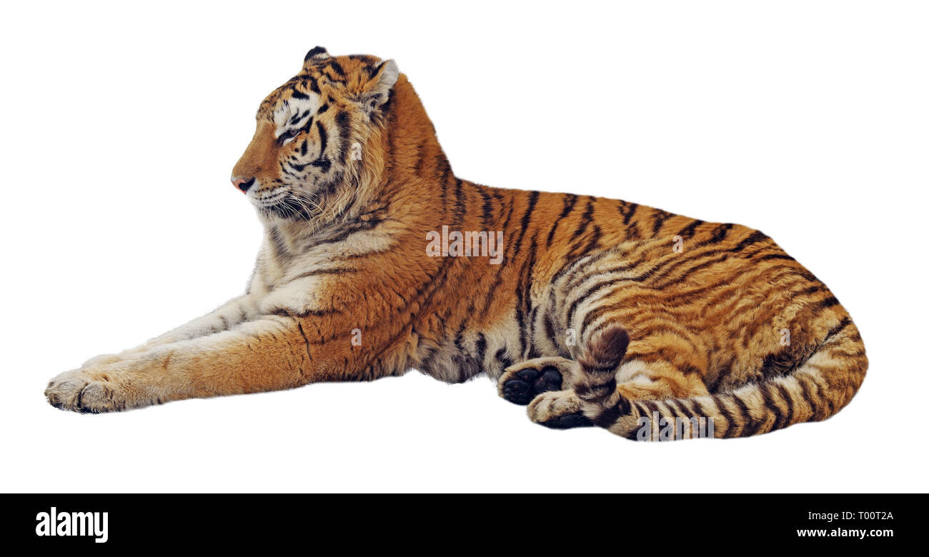 Resting tiger isolated on a white background Stock Photo - Alamy