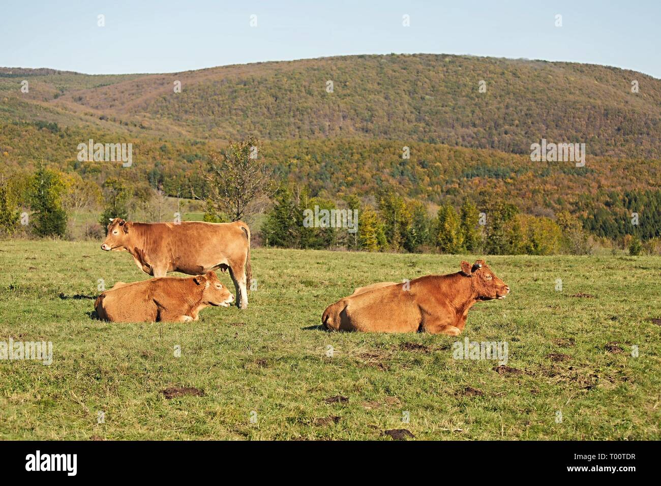 Cows resting in grass Stock Photo - Alamy