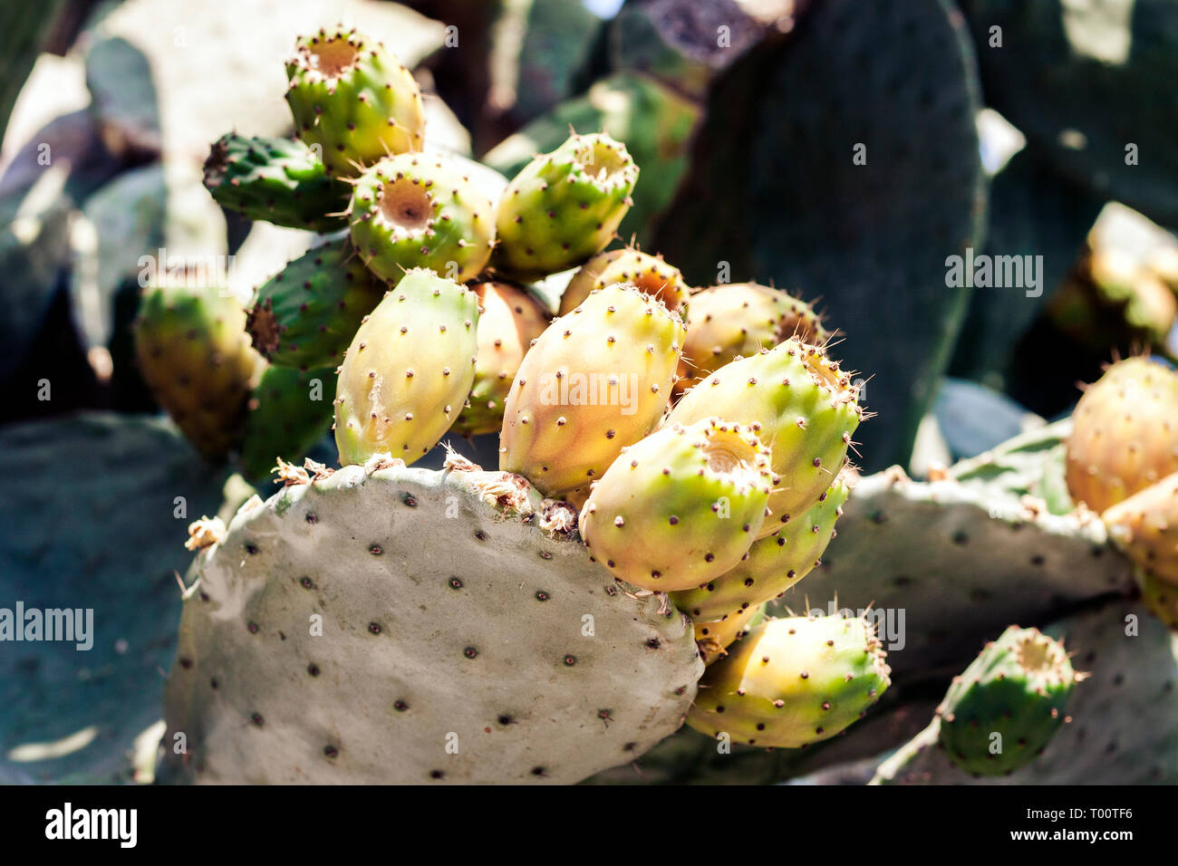 Prickly pear cactus with fruits also known as Opuntia, ficus-indica, Indian fig opuntia on the street of Catania, Sicily, Italy Stock Photo