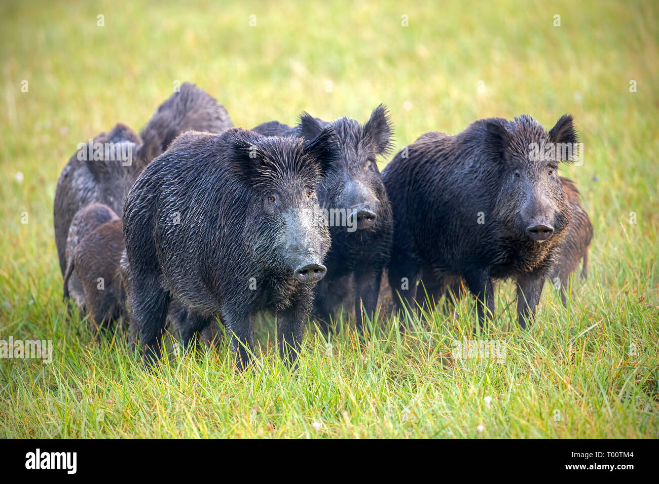 Numerous herd of wild animals in nature. Wild boars, sus scrofa, on a meadow wet from dew. Nature early in the morning with moisture covered grass. Ma Stock Photo