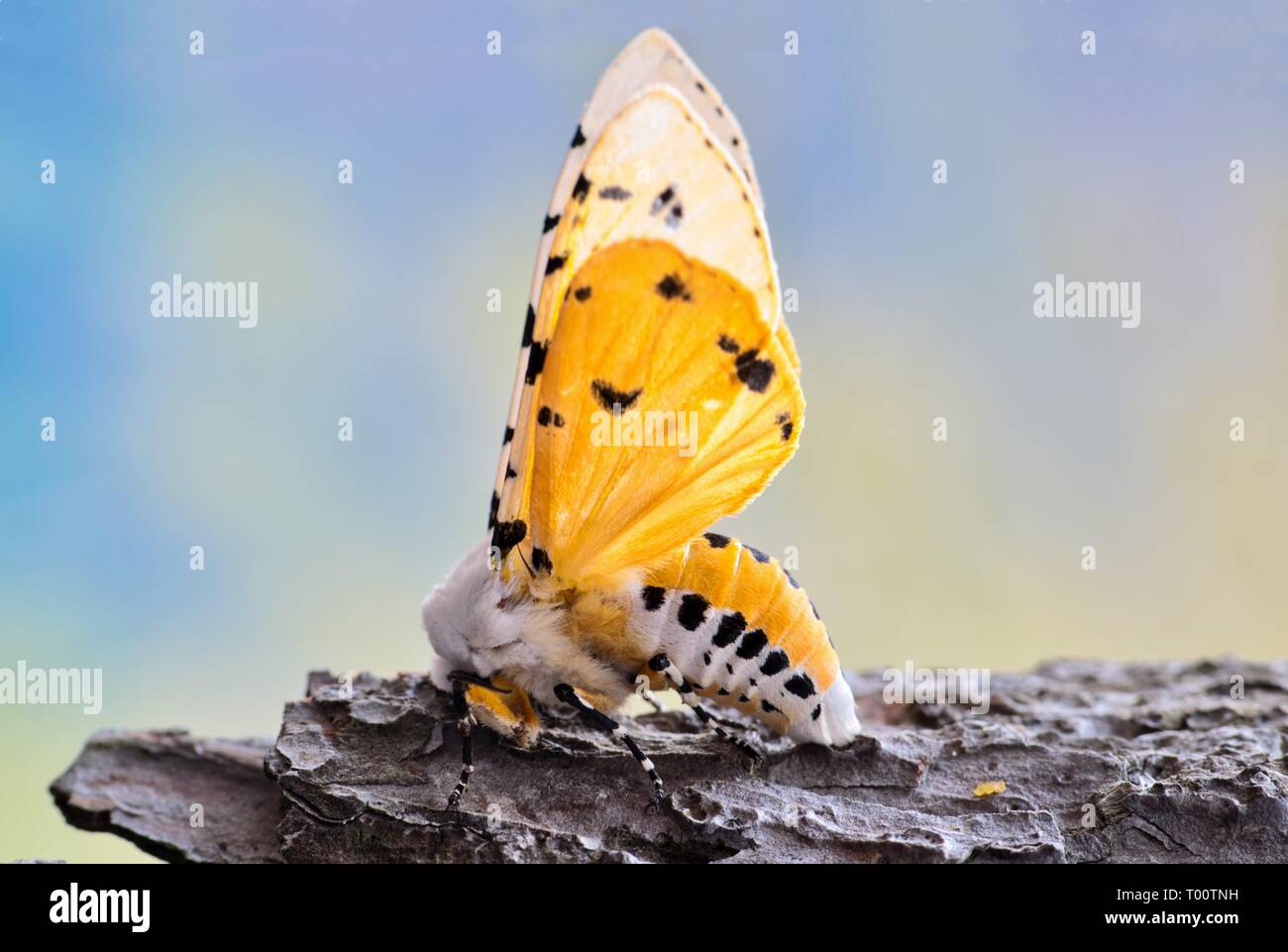 A pretty male Salt Marsh moth, also known as the Acrea moth (Estigmene acrea) on a piece of tree bark is raising its wings in a defense posture. Stock Photo