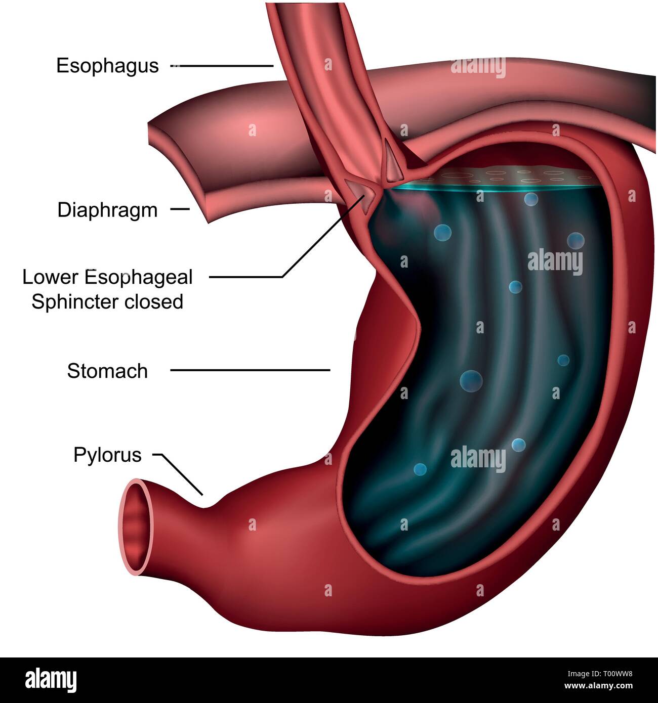 Esophageal sphincter anatomy 3d medical vector illustration on white background Stock Vector
