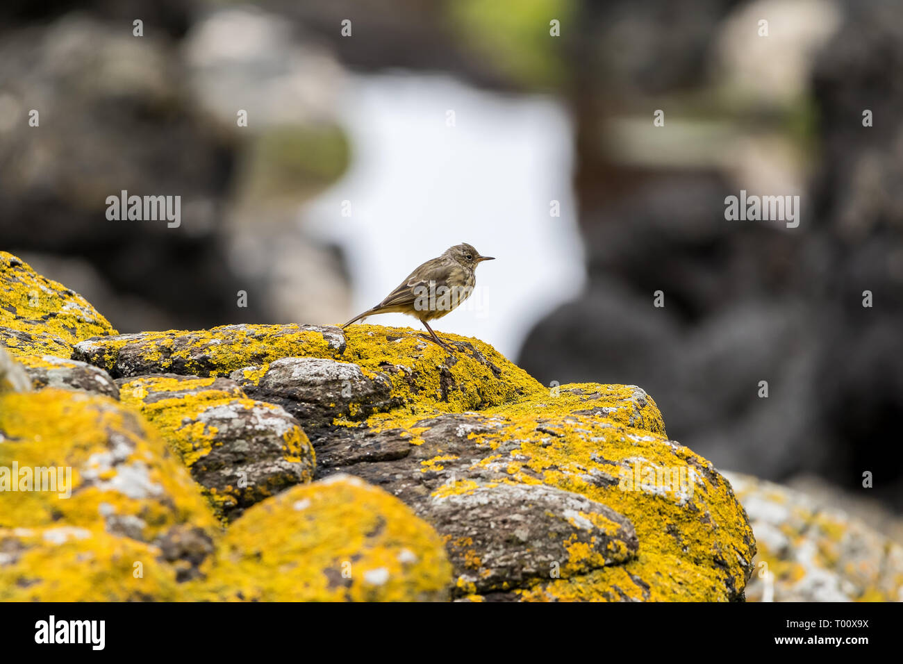 This picture was made near the Atlantic ocean in Ireland, where i saw this little bird in the right place. Stock Photo