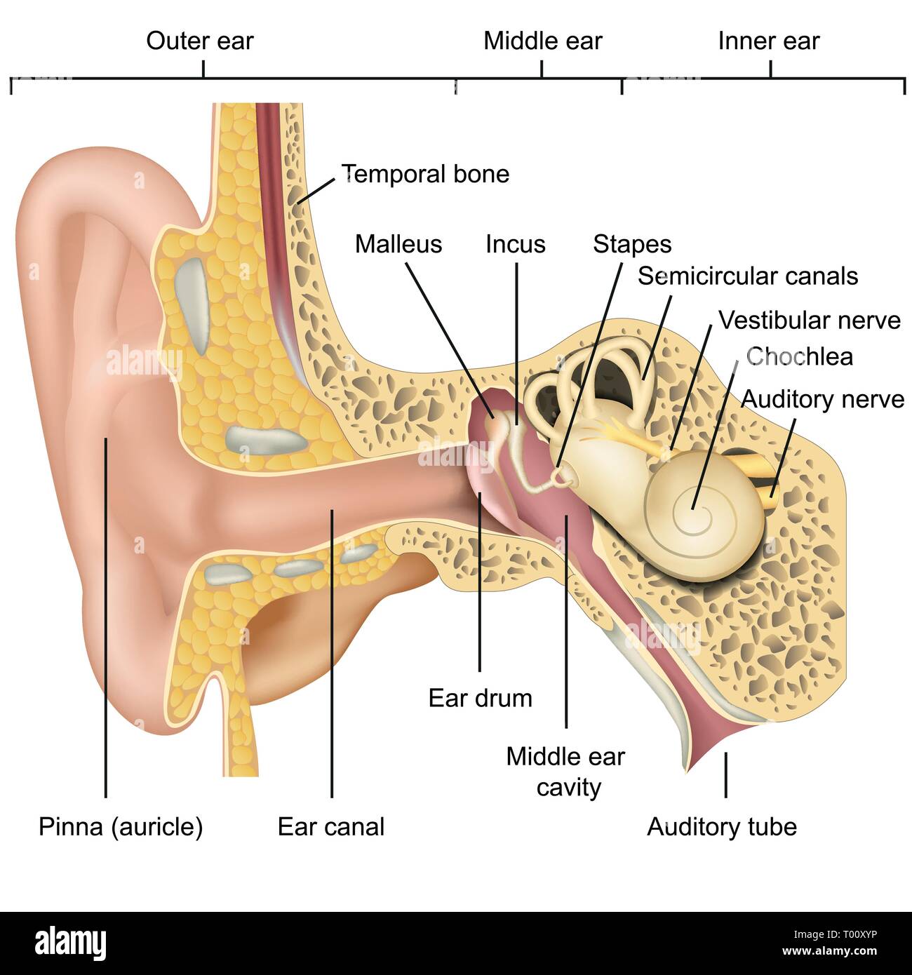 Ear anatomy 3d medical vector illustration isolated on white background Stock Vector