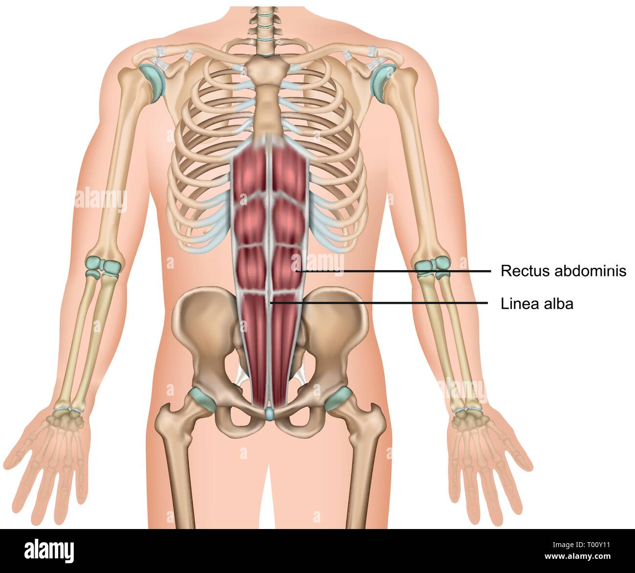 Musculus rectus abdominis