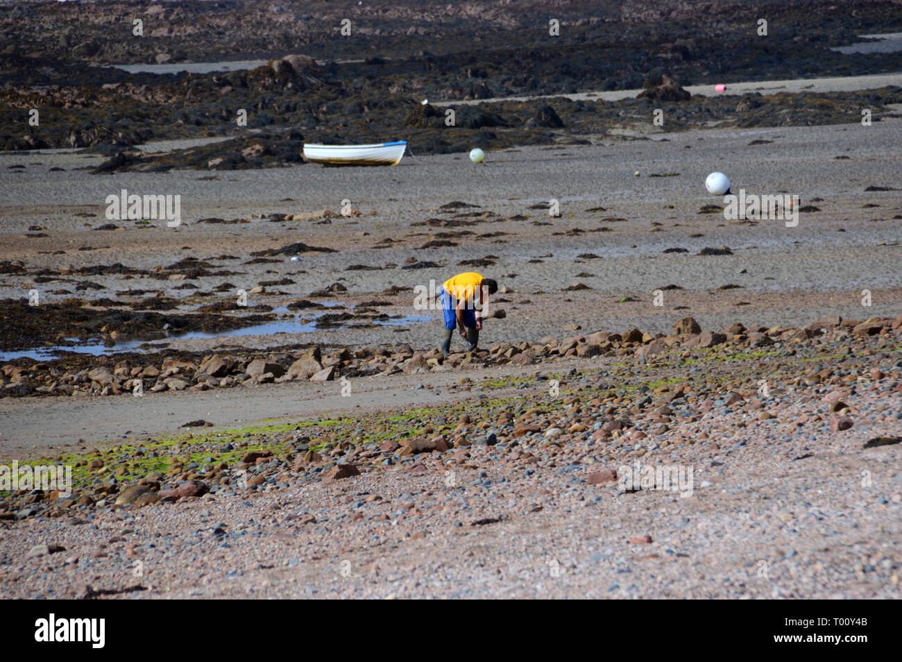 Man Foraging in Rock Pools on the Beach at Low Tide in St Clement Bay