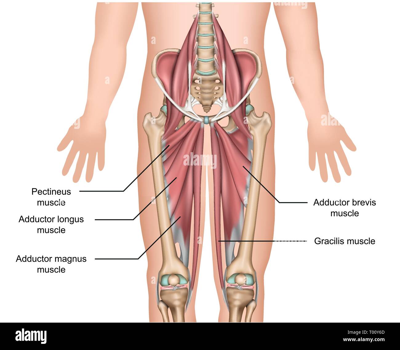 adductor muscles anatomy 3d medical vector illustration on white background Stock Vector